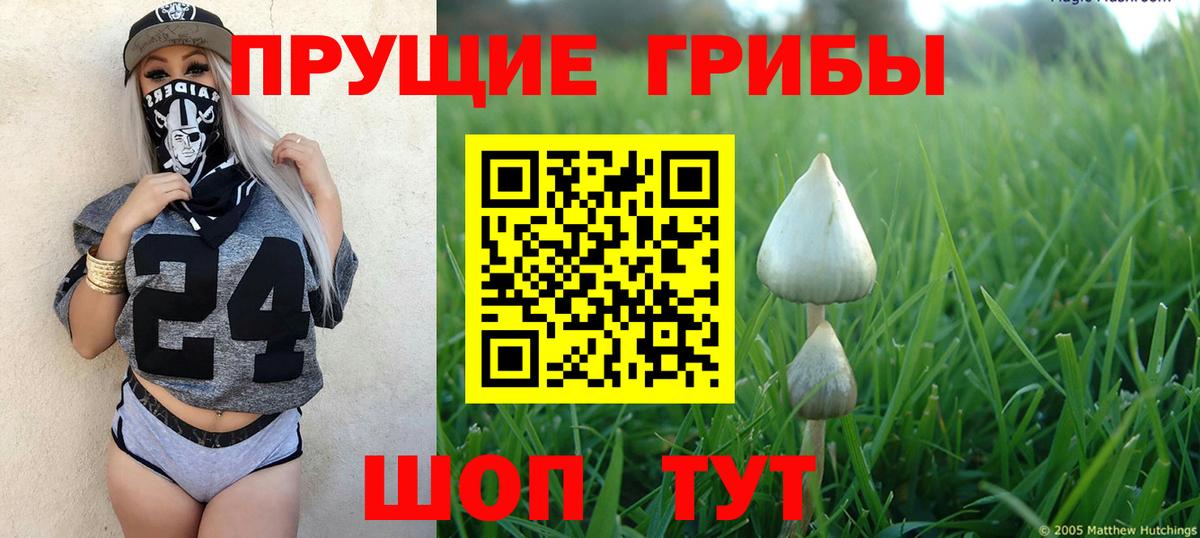 Псилоцибиновые грибы мицелий Александров