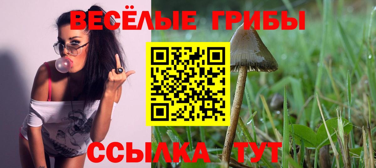 Александров  Псилоцибиновые грибы прущие грибы  Псилоцибиновые грибы мухоморы  Вход с VPN 